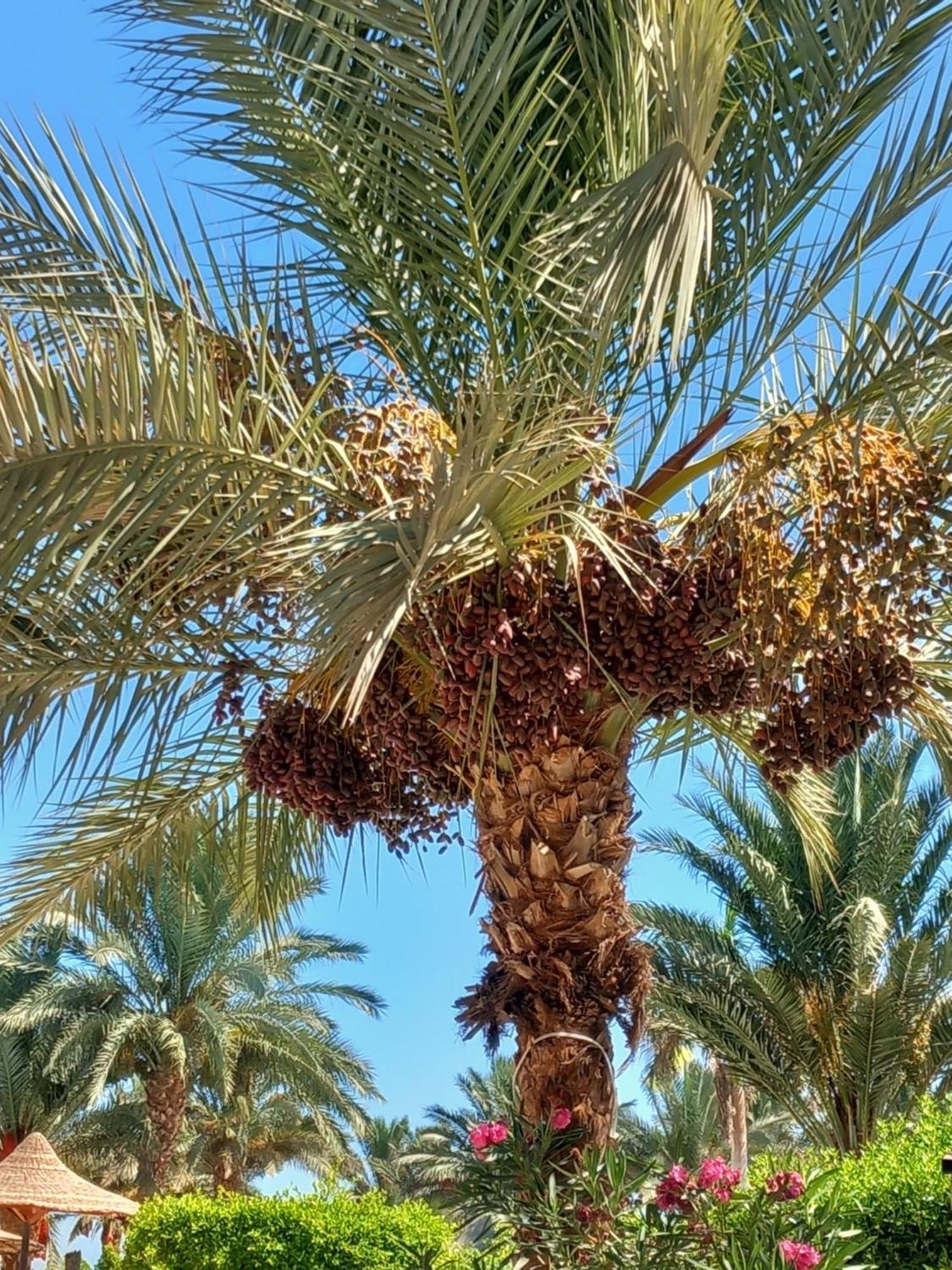 Apartament Palma Hurgada,8p4j22q, Palma Resort, K75, Al Ismaileya, *